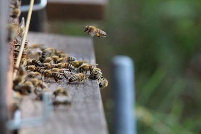 Close-up of bee flying