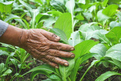 Close-up of man hand holding leaf