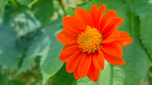 Close-up of red orange flower