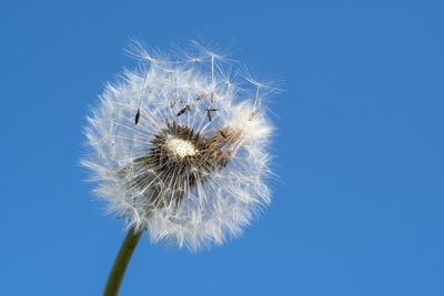 Close-up of dandelion against blue sky