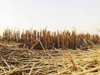 Close-up of stalks in field against clear sky