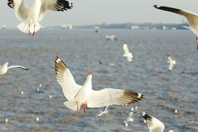 Seagulls flying over sea