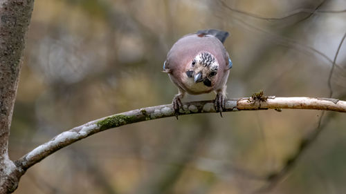 Close-up of bird perching on branch