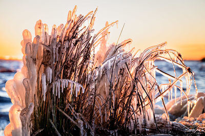 Close-up of wheat growing on field against sky during sunset
