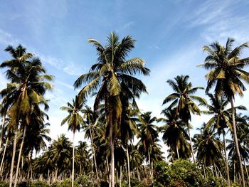 Low angle view of coconut palm trees against sky