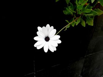 Close-up of white flowers