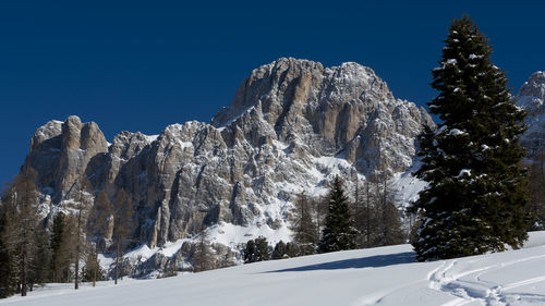 Snow covered trees against clear blue sky