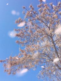 Low angle view of blooming tree against blue sky