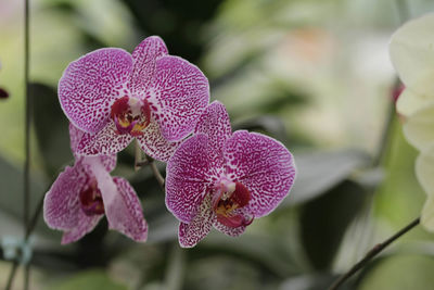 Close-up of pink orchids on plant