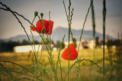 Close-up of red poppy on field against sky