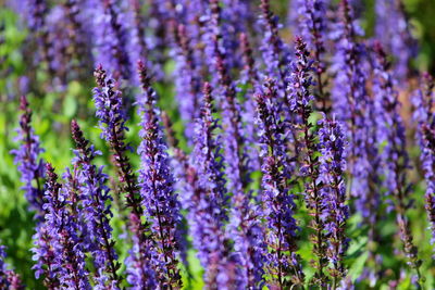 Close-up of purple lavender flowers on field