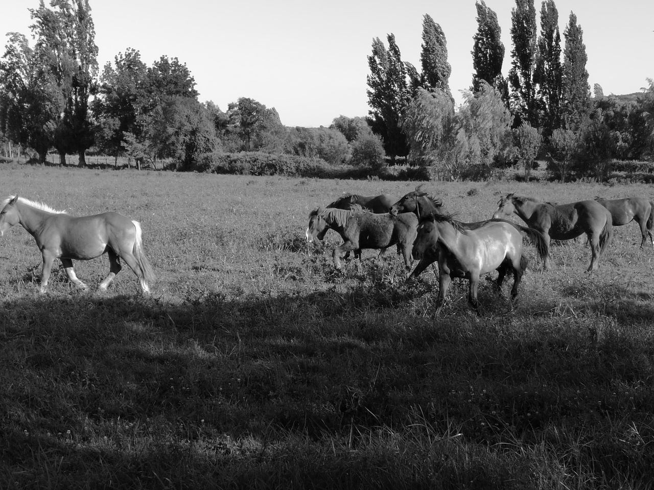 animal themes, domestic animals, livestock, mammal, field, nature, grass, no people, tree, landscape, cattle, outdoors, large group of animals, day, beauty in nature, sky