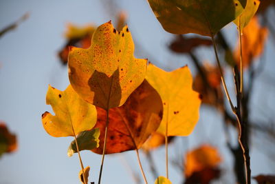 Close-up of autumn leaf against sky