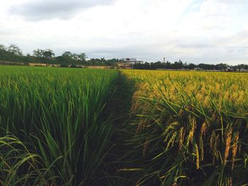 Scenic view of agricultural field against sky