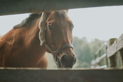 Portrait of horse in ranch