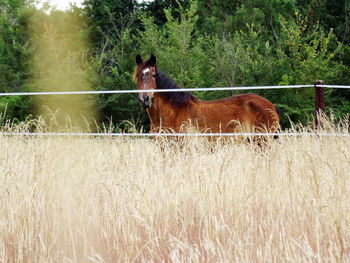 Horse standing on field