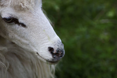 Close-up of a sheep on field