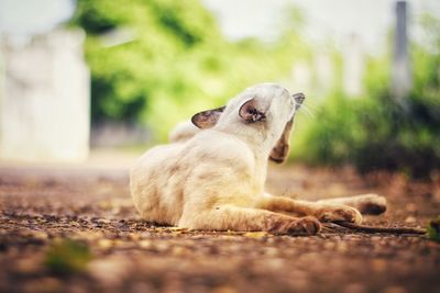 Dog sitting in a field