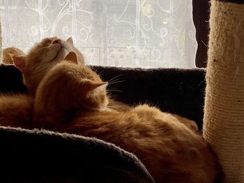 Cat relaxing on bed at home