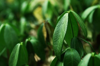 Close-up of fresh green plant