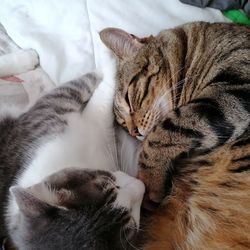 Close-up of cat sleeping on bed