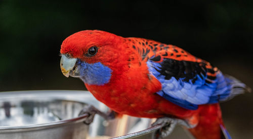 Close-up of parrot