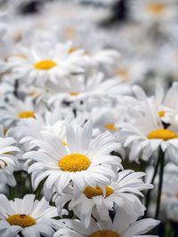 Bunch of fresh marguerite flowers growing in the garden