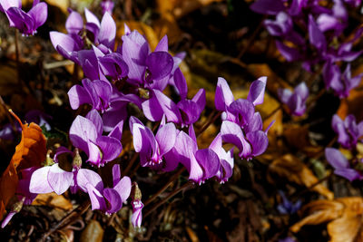 Close-up of purple flowering plants