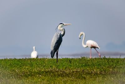 Flock of birds on grass