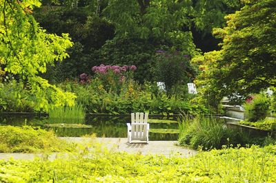 Scenic view of lake and plants in garden