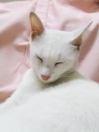 Close-up of cat resting on bed