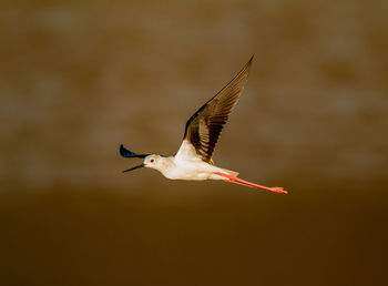 Bird flying in the sky