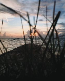 Silhouette of tree on beach