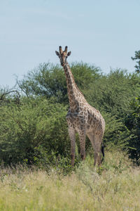 Giraffe standing by tree against sky