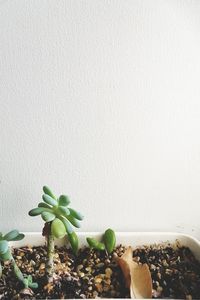 Close-up of potted plant against wall