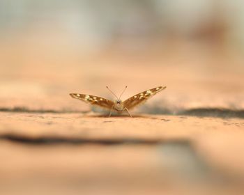 Close-up of butterfly flying