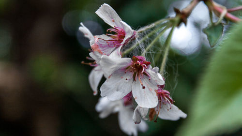 Close-up of pink cherry blossoms