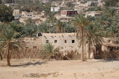 Trees and houses in village