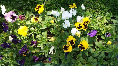 High angle view of fresh yellow flowers blooming on field