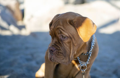 Close-up of the head of a dogue of bordeaux