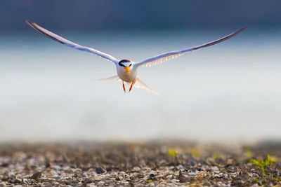 Close-up of bird flying over field