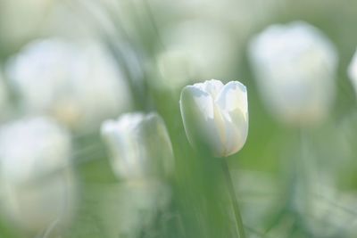 Close-up of white flowering plant