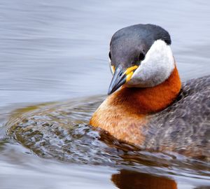Close-up of duck swimming in lake