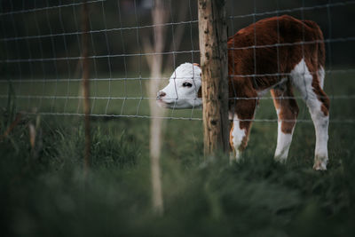 View of a horse