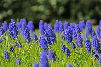 Blue grape hyacinth flowers blooming in field