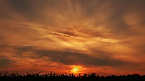Silhouette trees against dramatic sky during sunset