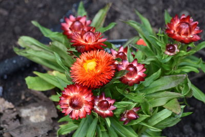 Close-up of flowers