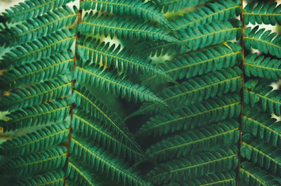 Full frame shot of palm leaves