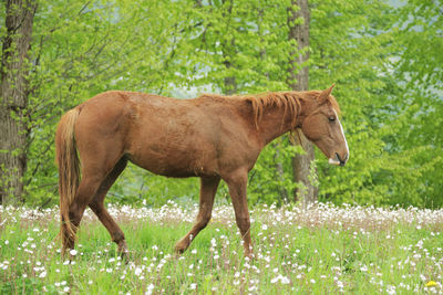 Side view of horse standing on field