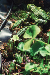 High angle view of crab on land